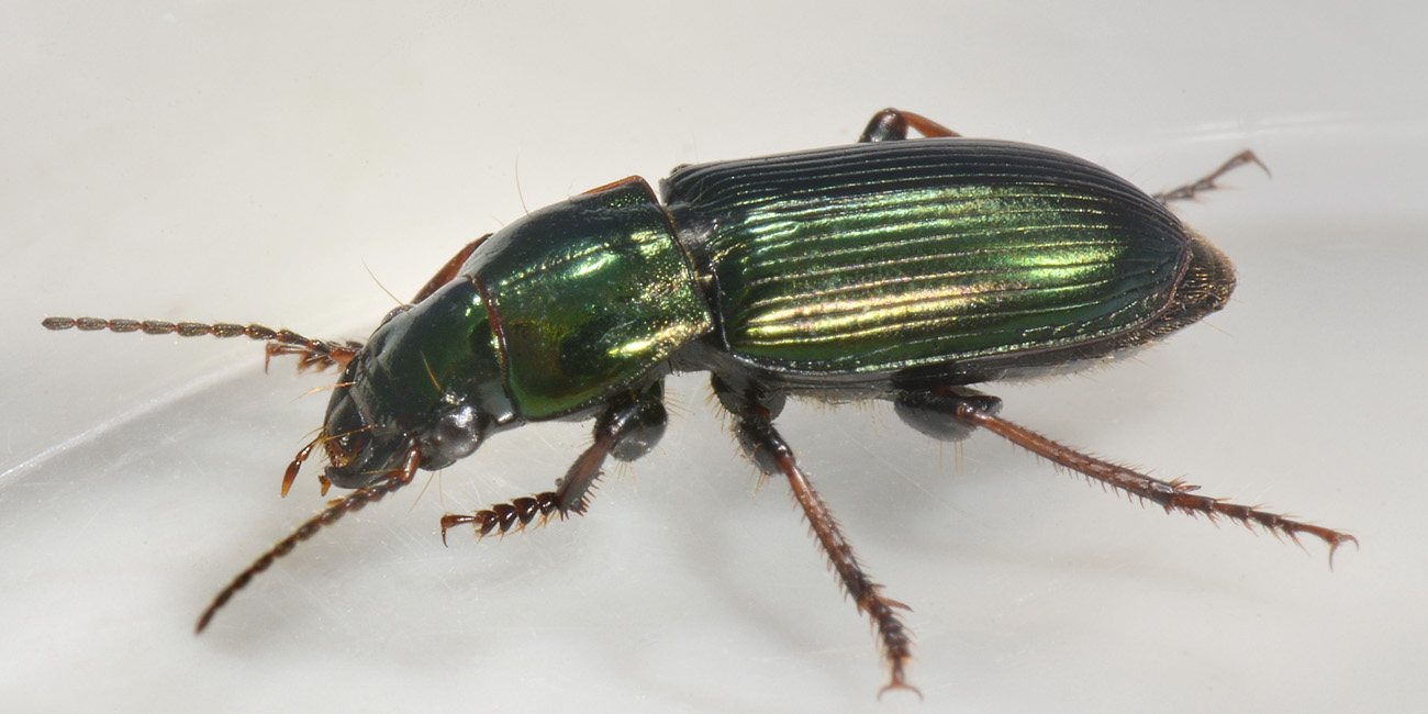 Carabidae: Harpalus honestus? No, Harpalus distinguendus